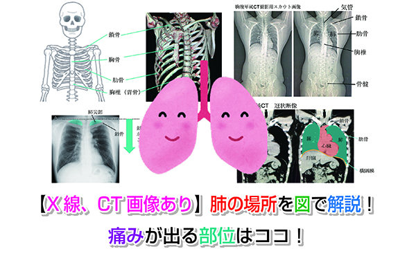 【X線、CT画像あり】肺の場所を図で解説！痛みが出る部位はココ！