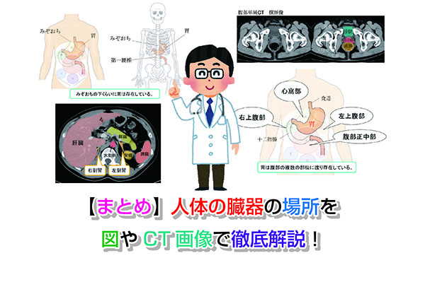 【まとめ】人体の臓器の場所を図やCT画像で徹底解説！