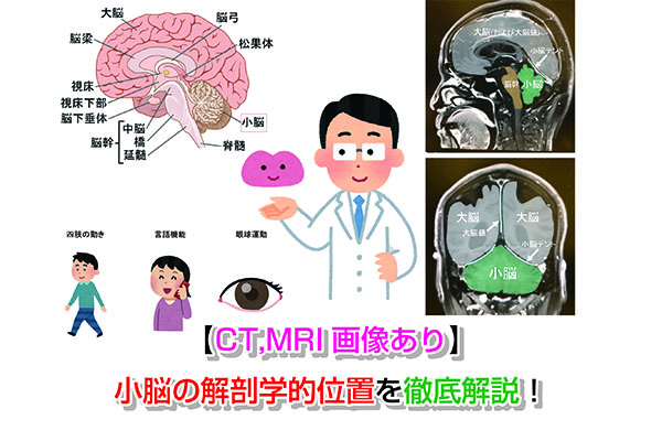 【CT,MRI画像あり】小脳の解剖学的位置を徹底解説！