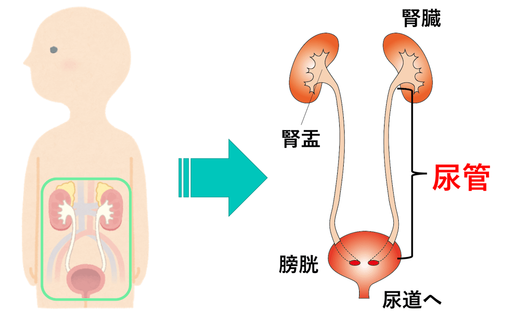 尿管の場所・解剖の図