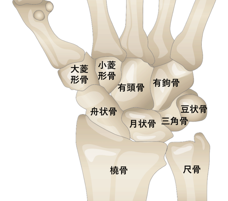 手根骨の名前と解剖の関係のイラスト