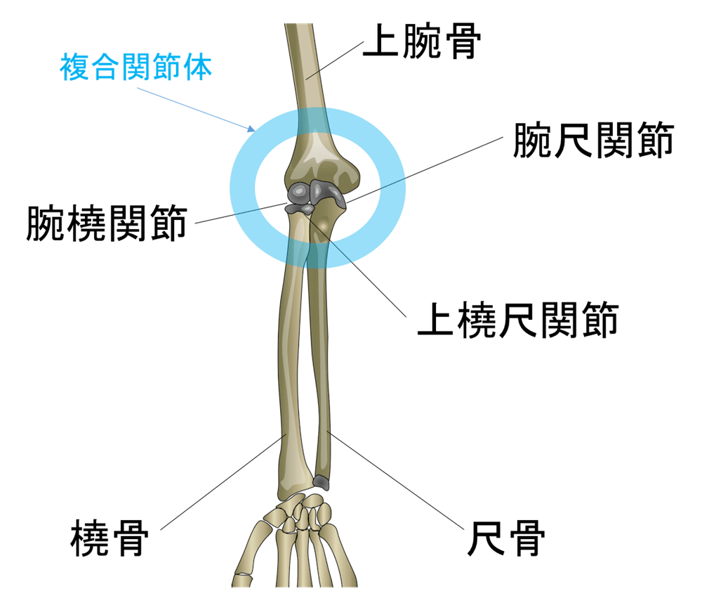肘の骨のイラスト
