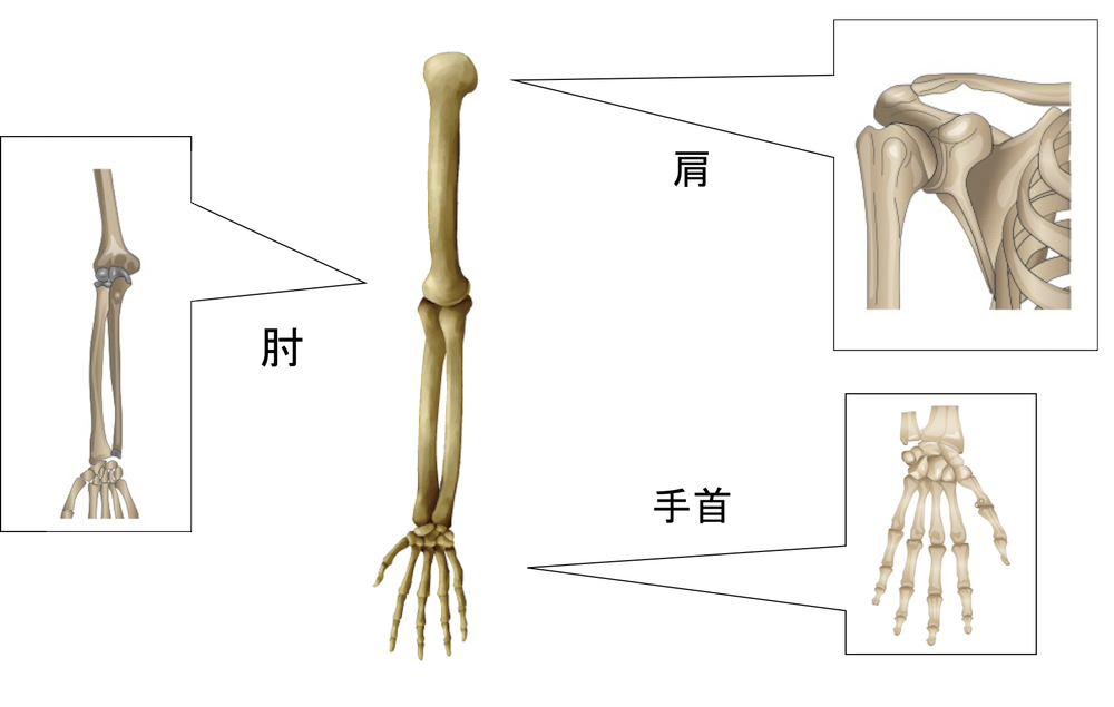 腕の骨