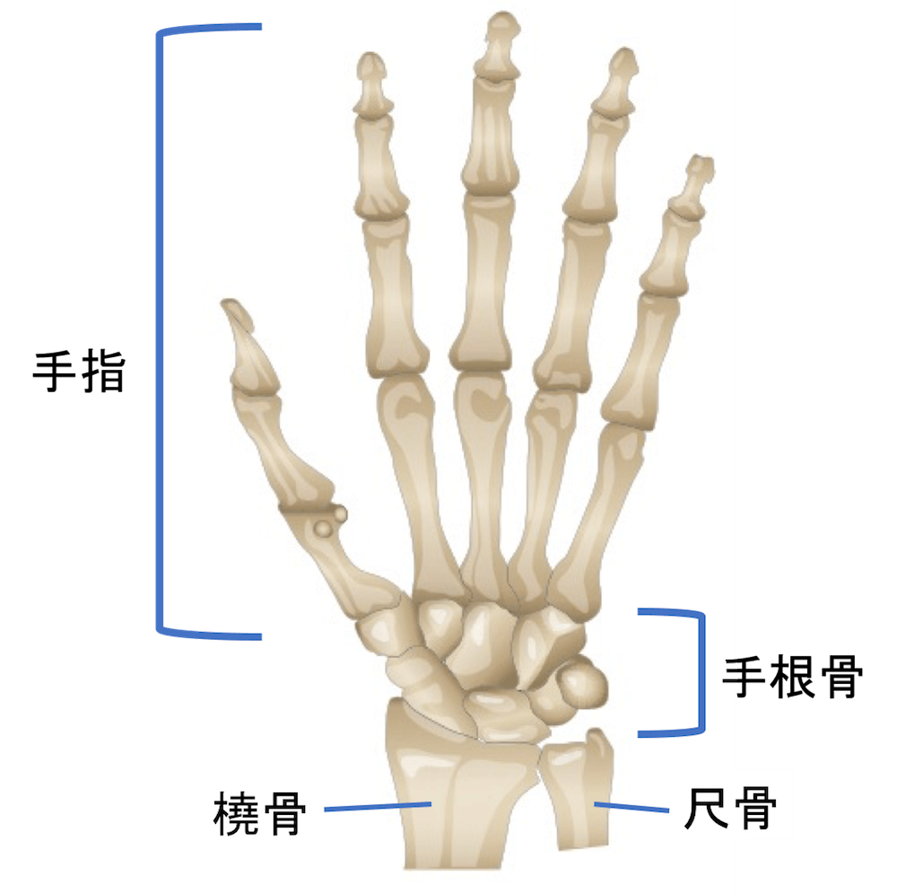 指の骨