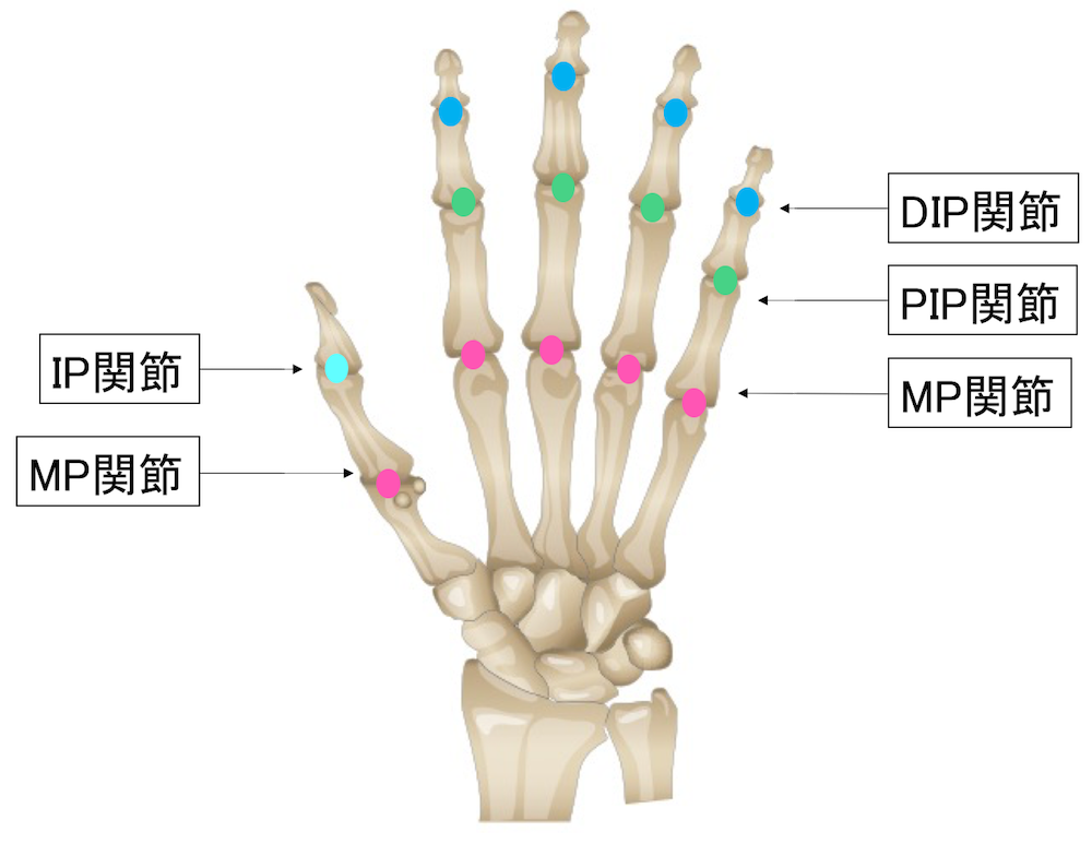 指の骨の関節