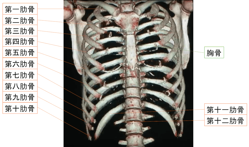 肋骨の画像