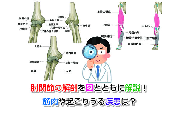肘関節の解剖を図とともに解説！筋肉や起こりうる疾患は？