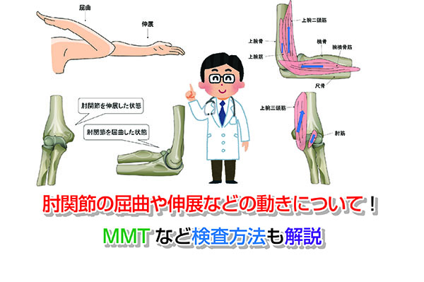 肘関節の屈曲や伸展などの動きについて！MMTなど検査方法も解説