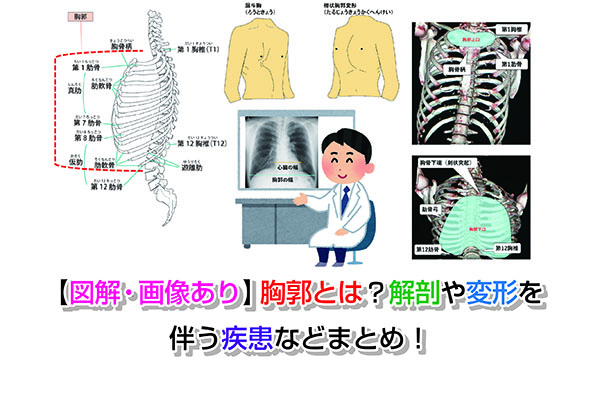 【CT画像あり】食道の位置を図で解説！病気で痛みが出ることも？