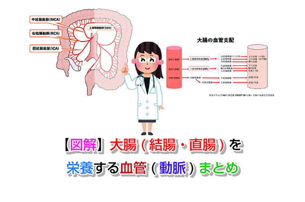 【図解】大腸(結腸・直腸)を栄養する血管(動脈)まとめ
