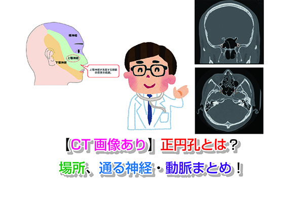 【CT画像あり】正円孔とは？場所、通る神経・動脈まとめ！