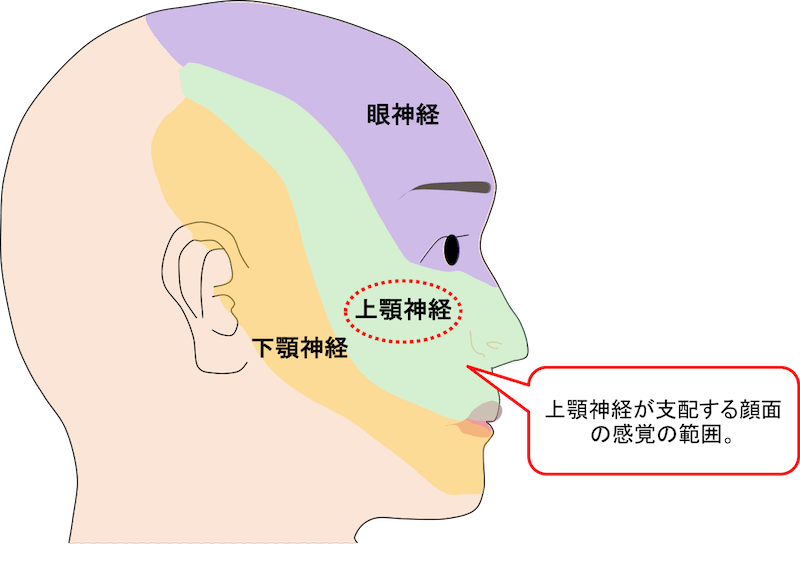 三叉神経の第2枝である上顎神経の支配領域のイラスト