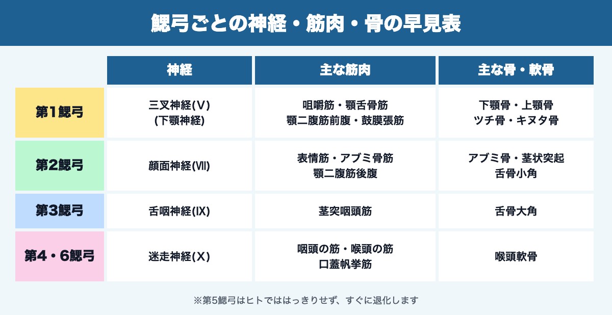 鰓弓ごとの神経・筋肉・骨の早見表(第1〜第4・6鰓弓)