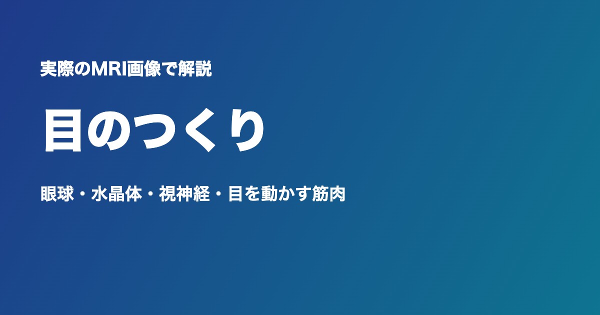 目のつくり